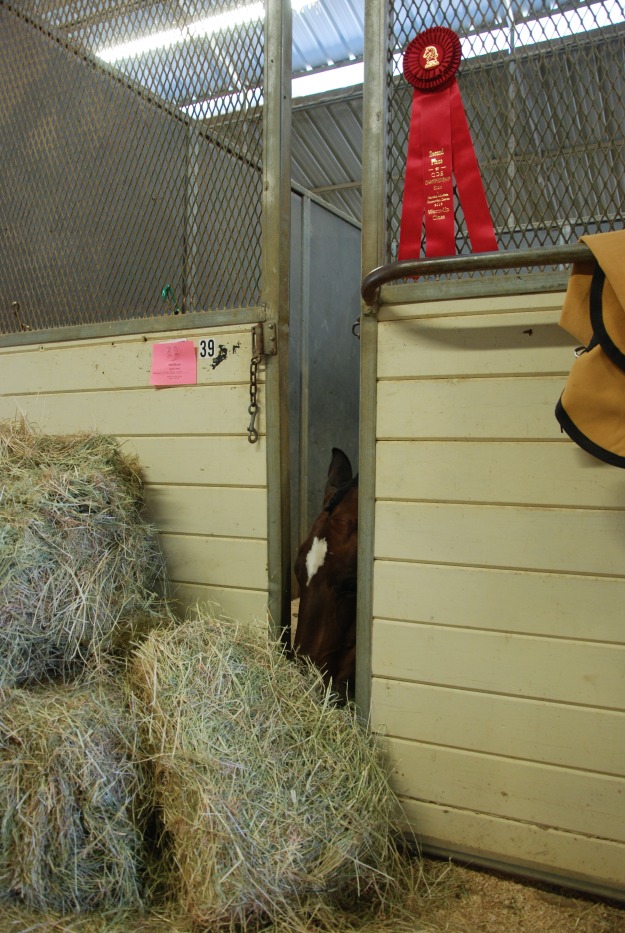 His stall was full of hay! Clandestine hay is way tastier. 
